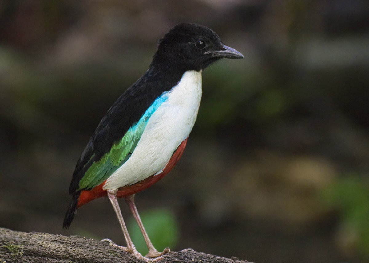 Ivory-breasted Pitta (Ivory-breasted) - Volkov Sergey