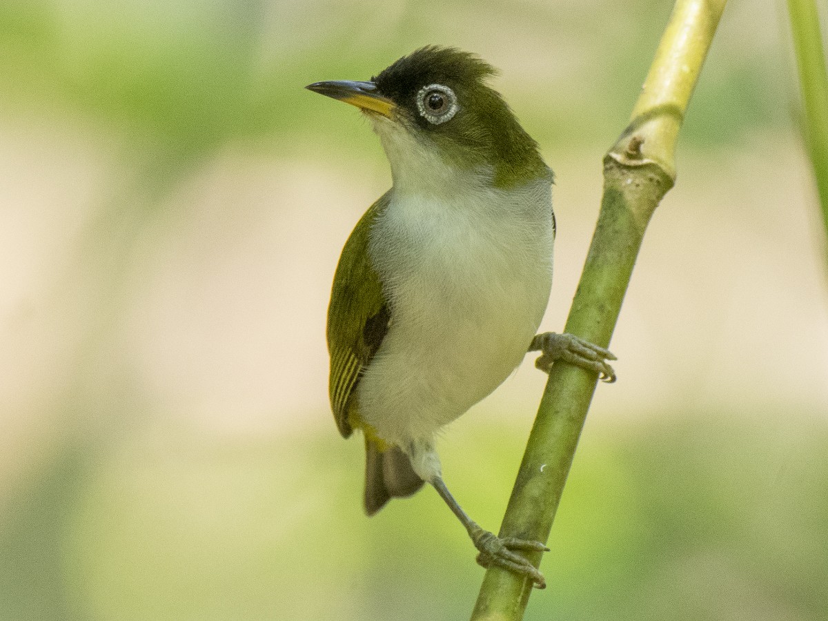 Cream-throated White-eye (Halmahera) - ML610624105