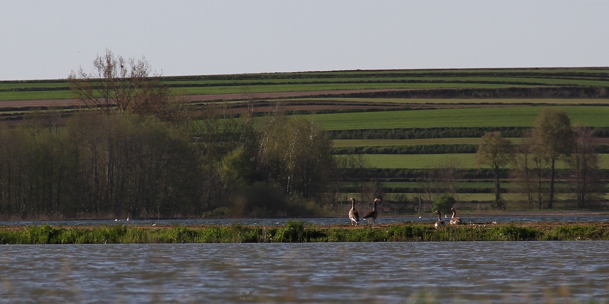 Бор галуу - ML610624154