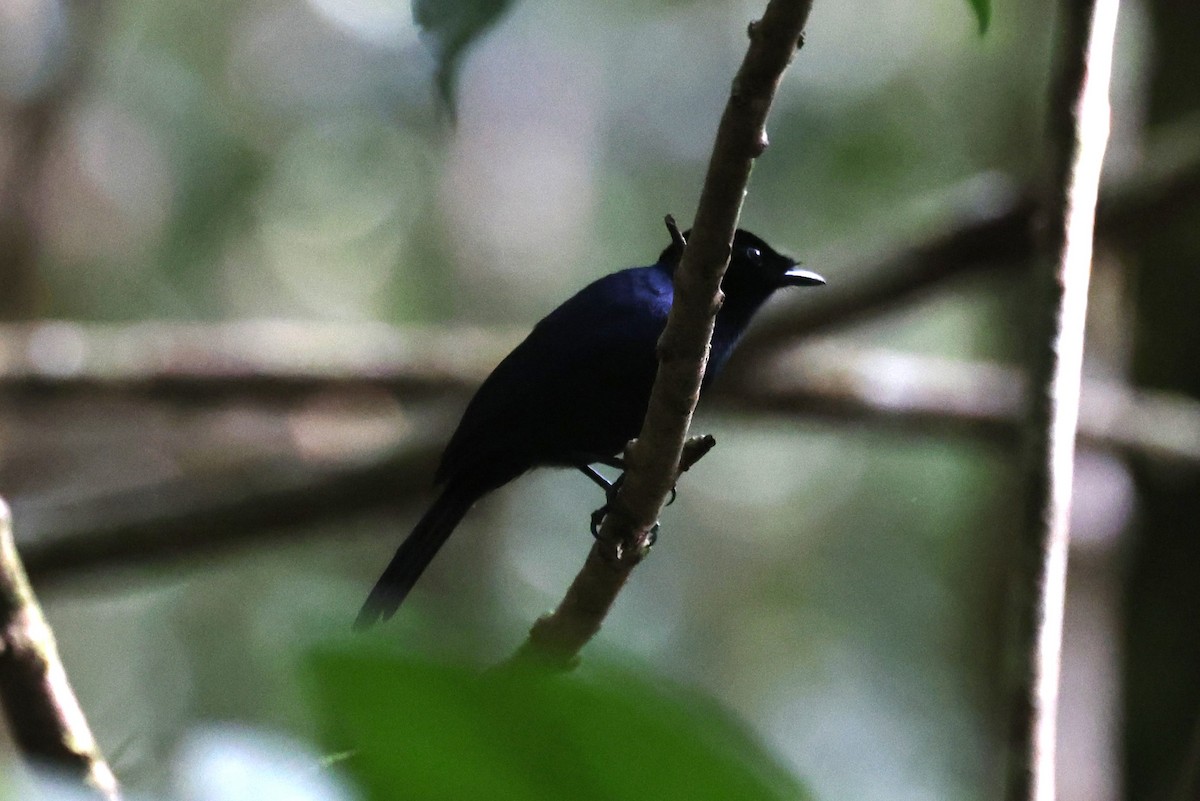 Dull Flycatcher - ML610624296