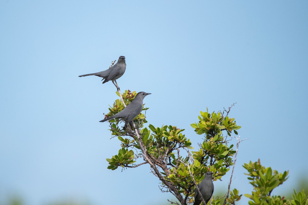 Gray Catbird - ML610624339