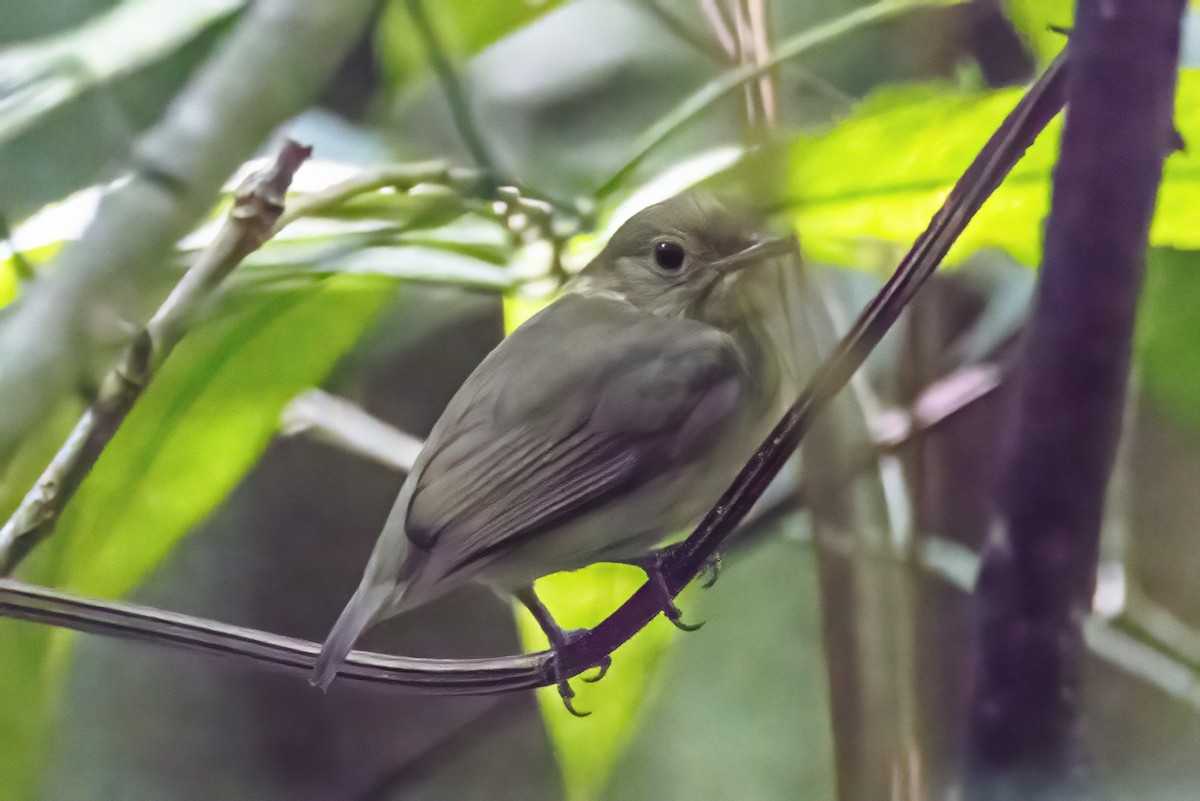 rødhettemanakin - ML610624342