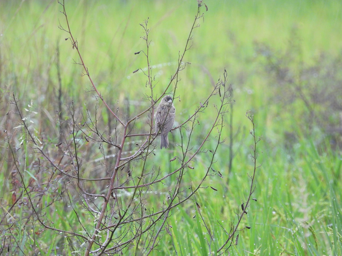 Black-headed Bunting - ML610624365