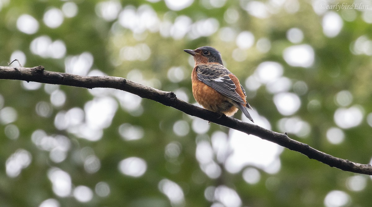 White-throated Rock-Thrush - ML610624413