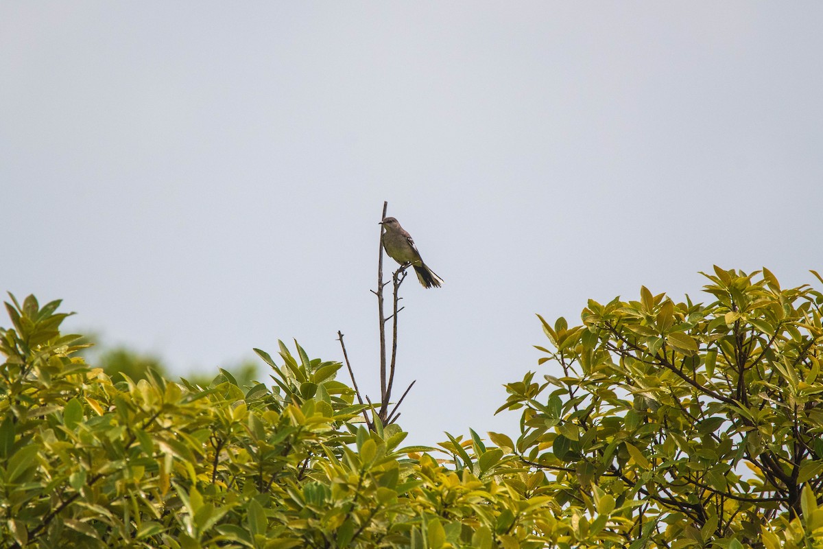 Northern Mockingbird - ML610624429