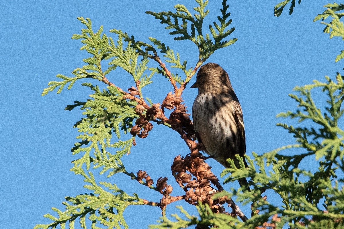 Pine Siskin - ML610624436