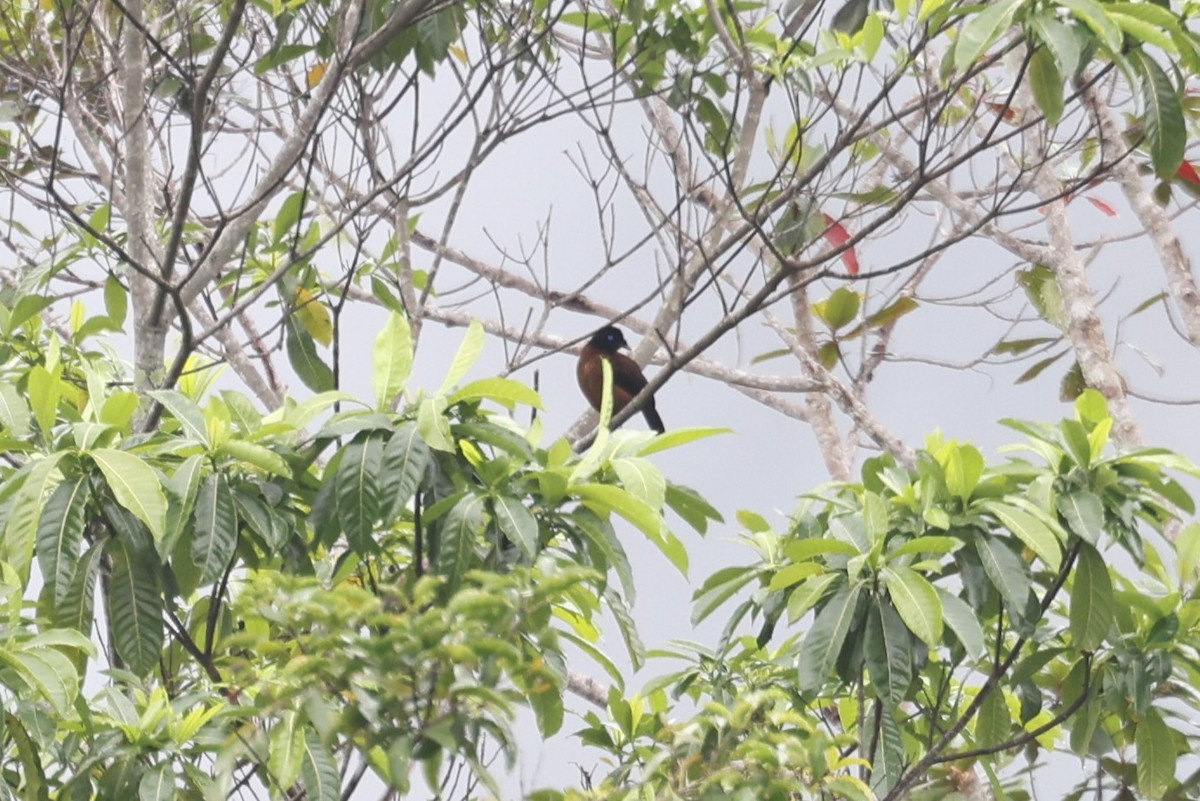 Eastern Parotia - Charles Davies