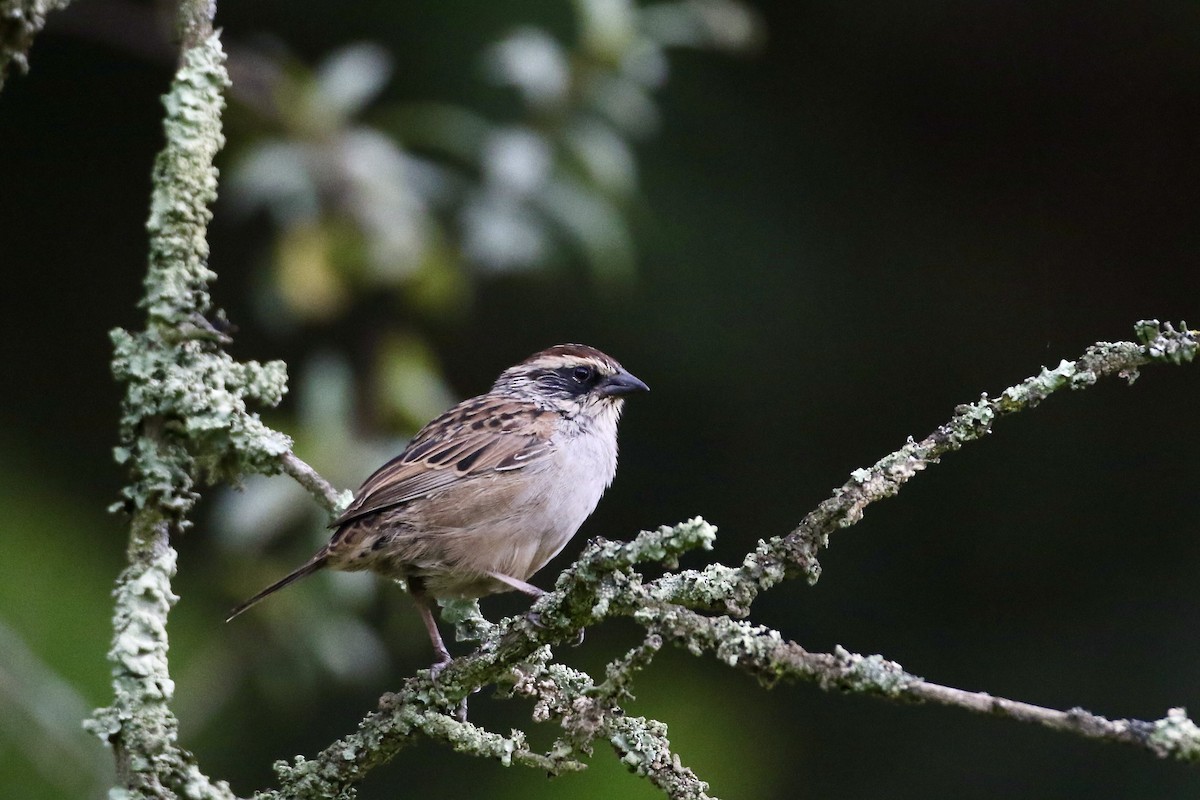 Striped Sparrow - ML610624487