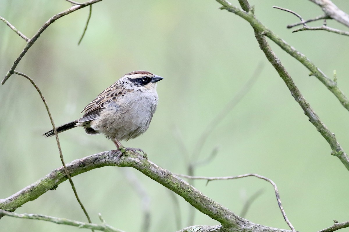 Striped Sparrow - ML610624491