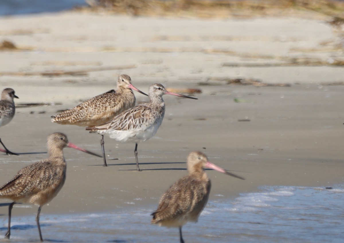 Bar-tailed Godwit (European) - Timothy Keyes