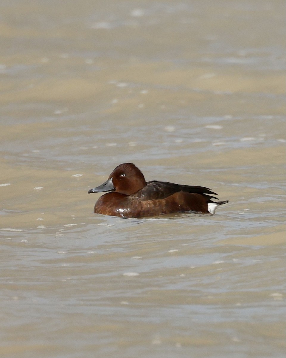 Ferruginous Duck - Sam Shaw