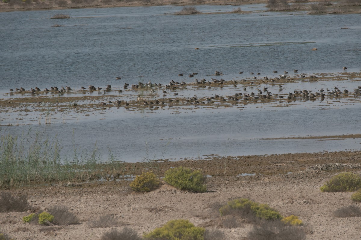 Garganey/Green-winged Teal - ML610624661