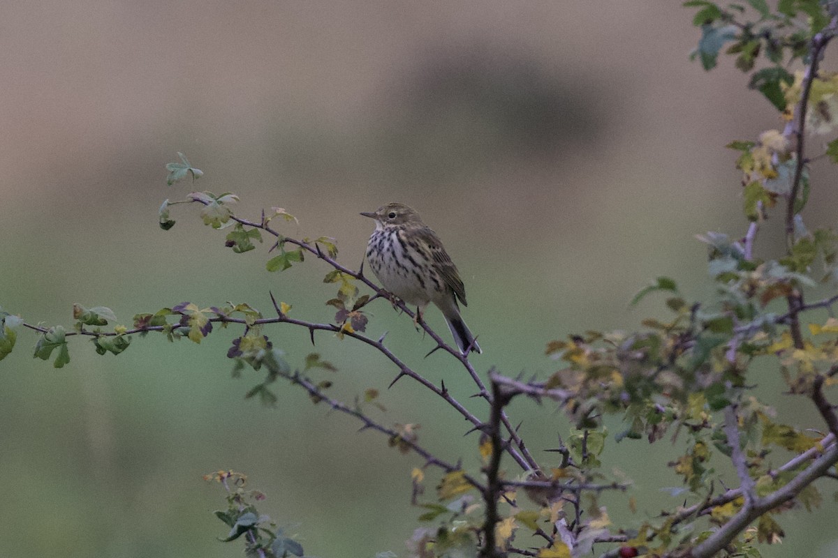 Meadow Pipit - Thomas Doebel