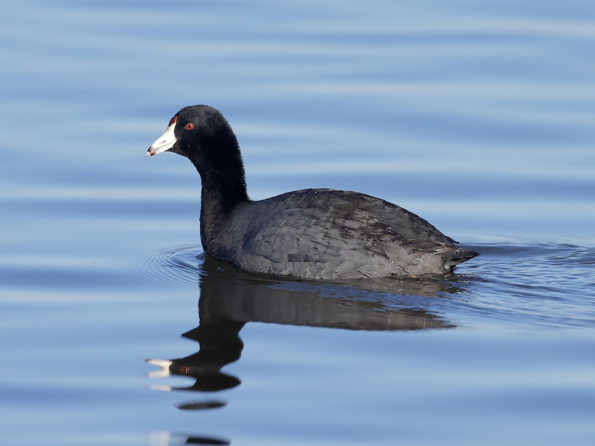 American Coot - ML610624735