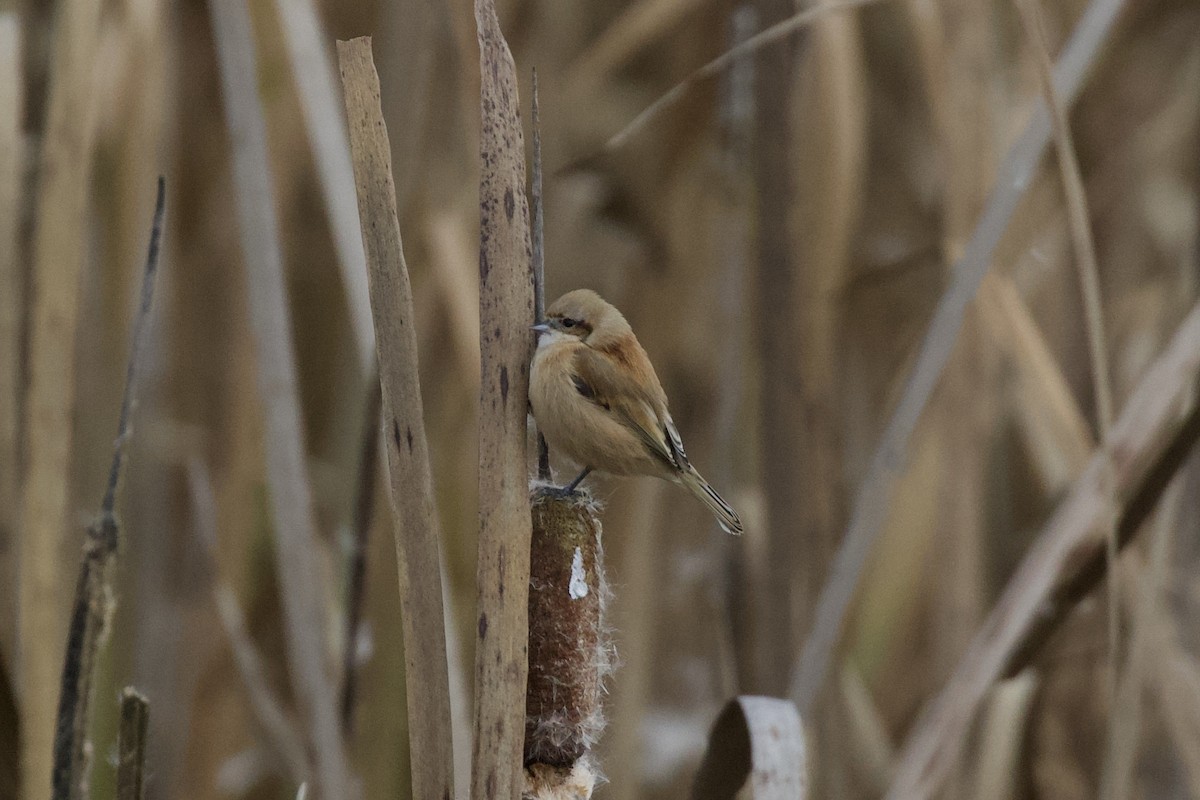 Eurasian Penduline-Tit - Thomas Doebel