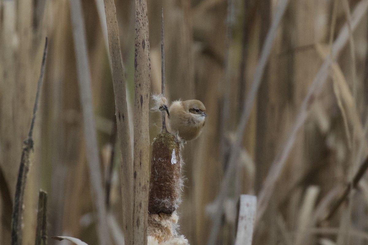 Eurasian Penduline-Tit - Thomas Doebel