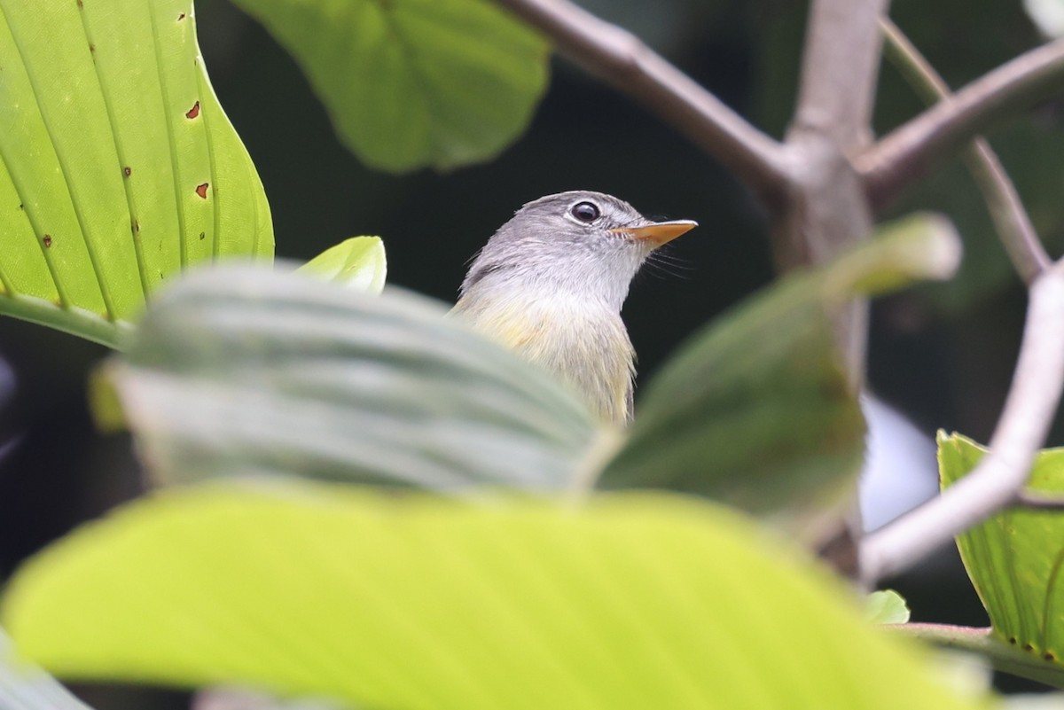 Yellow-legged Flyrobin - ML610624784