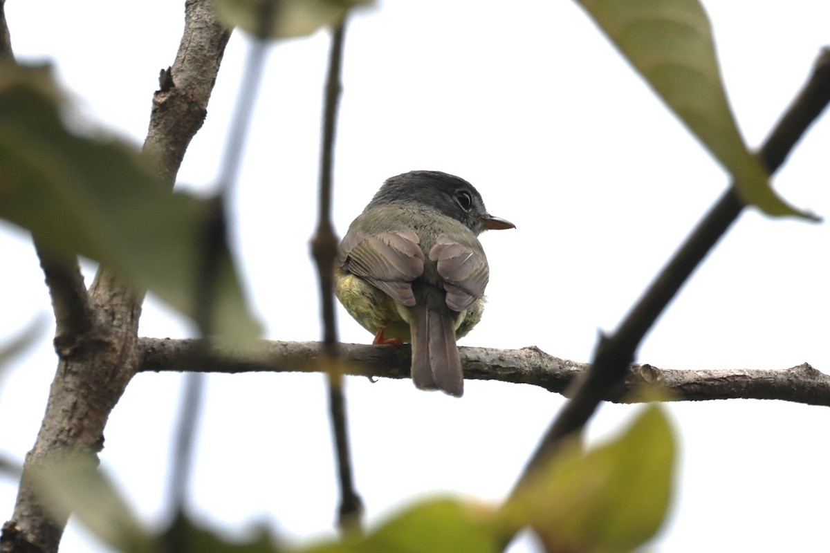 Yellow-legged Flyrobin - Charles Davies