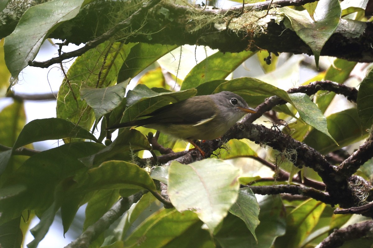 Yellow-legged Flyrobin - Charles Davies