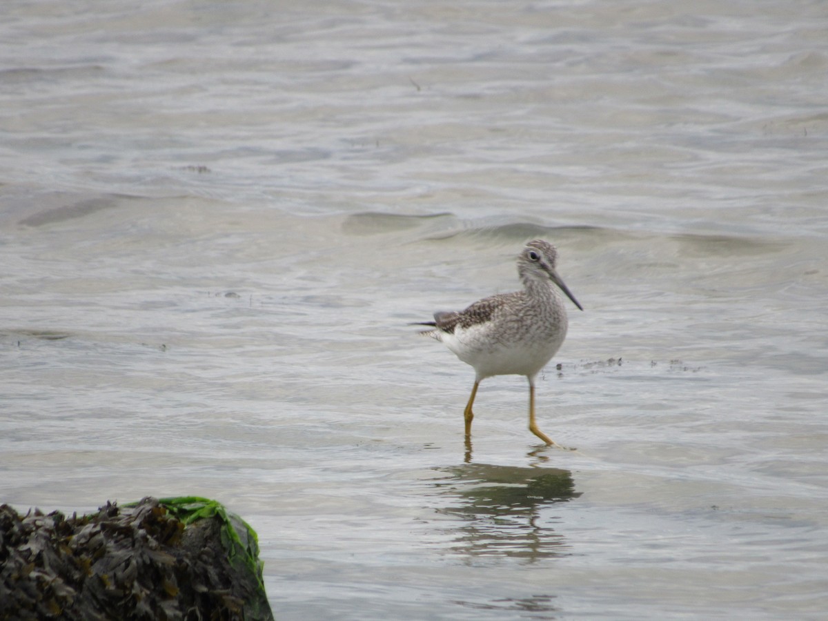 Greater Yellowlegs - Mickey Ryan