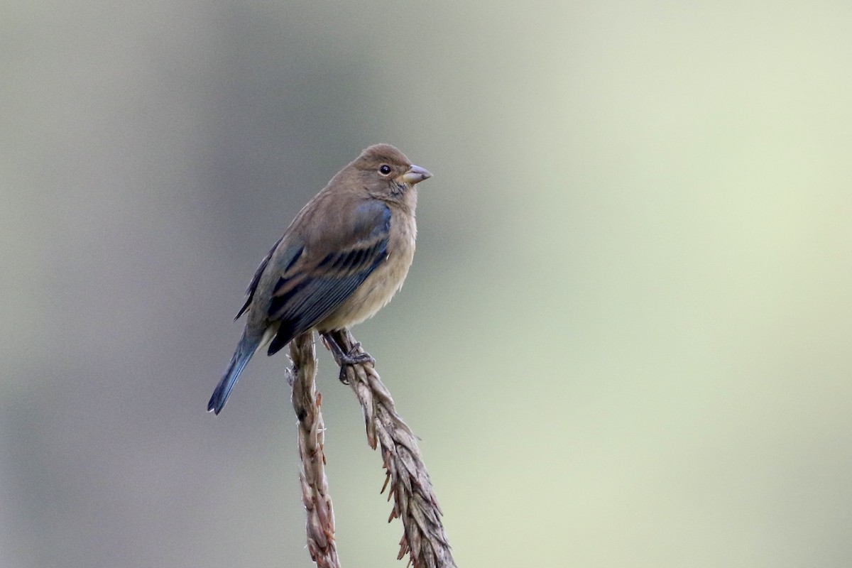 Indigo Bunting - John Garrett