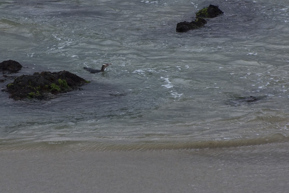 Yellow-eyed Penguin - ML610624931