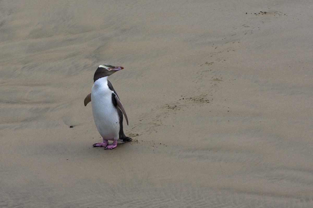 Yellow-eyed Penguin - ML610624942