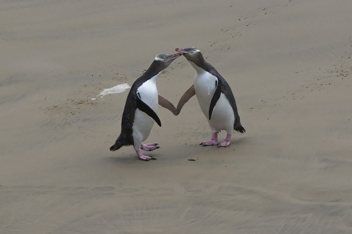 Yellow-eyed Penguin - ML610624943