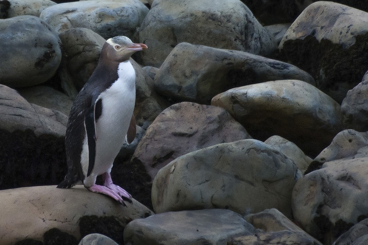 Yellow-eyed Penguin - Miguel Rouco