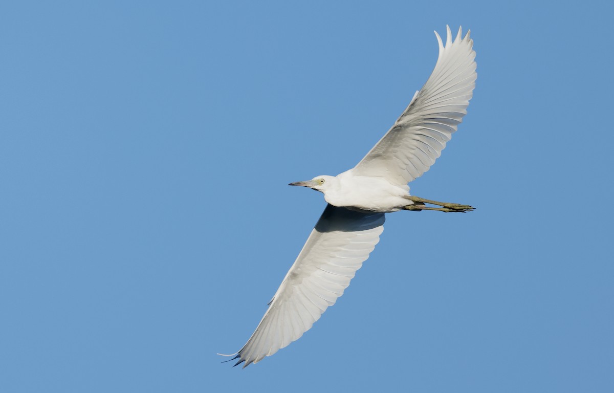 Little Blue Heron - ML610624990