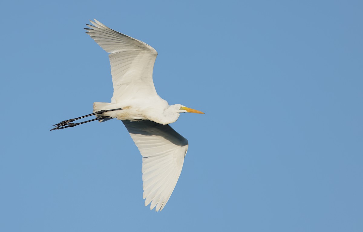 Great Egret - ML610624999