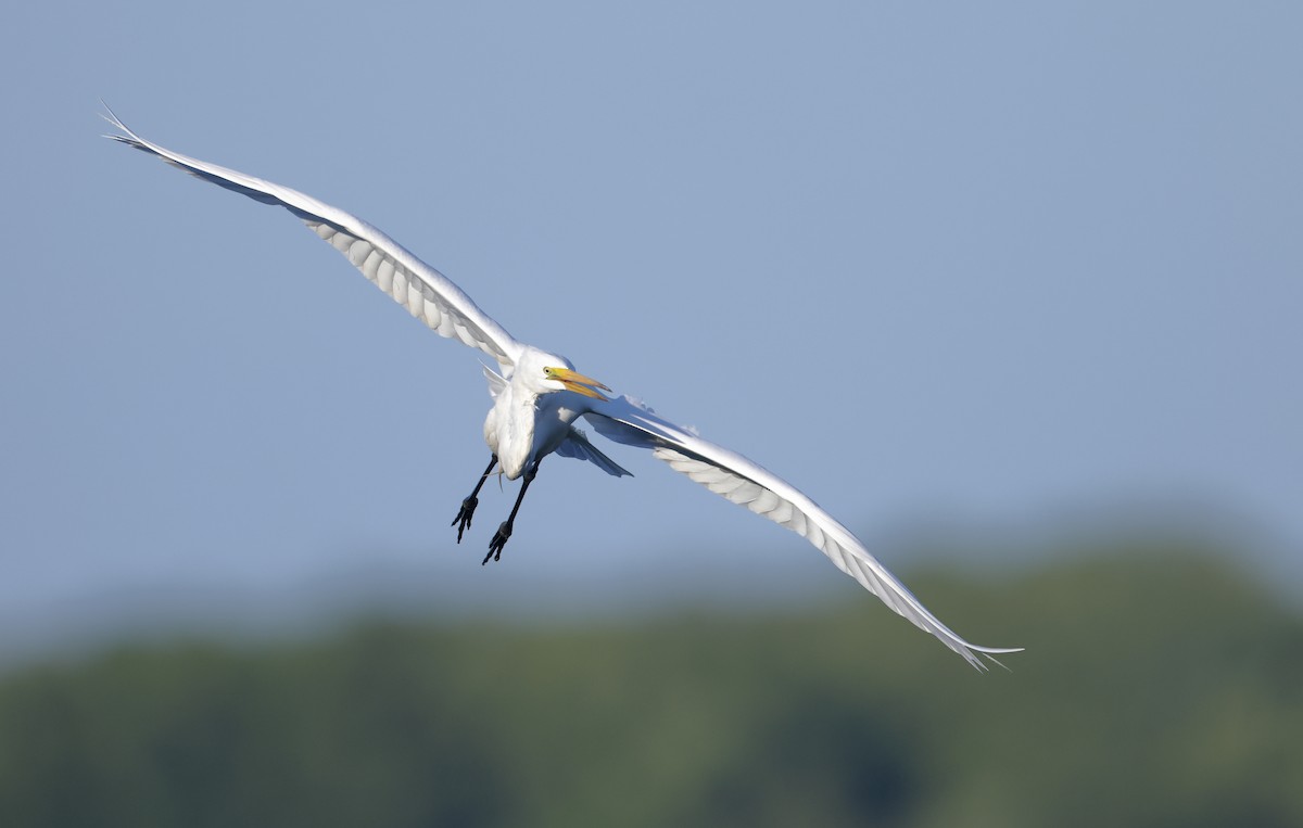 Great Egret - ML610625005