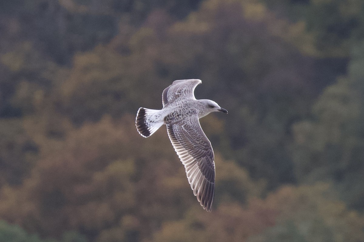 Yellow-legged Gull - Thomas Doebel