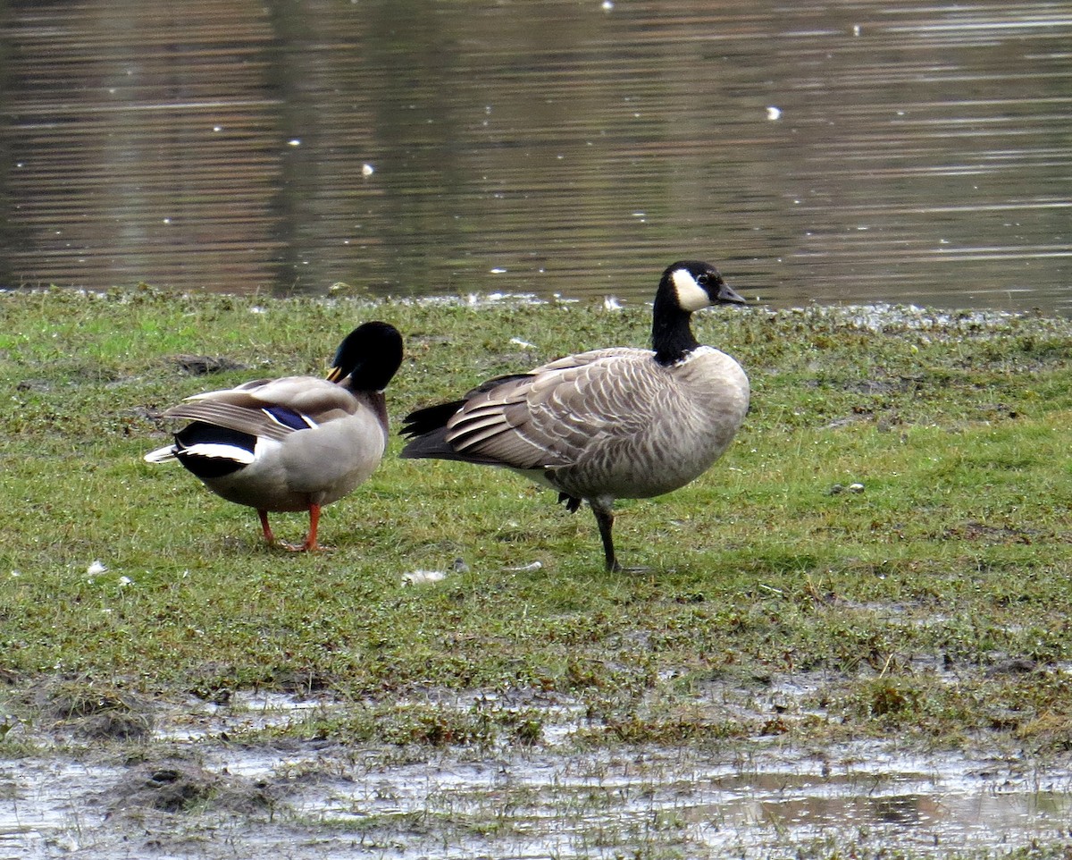 Cackling Goose - Pam Campbell