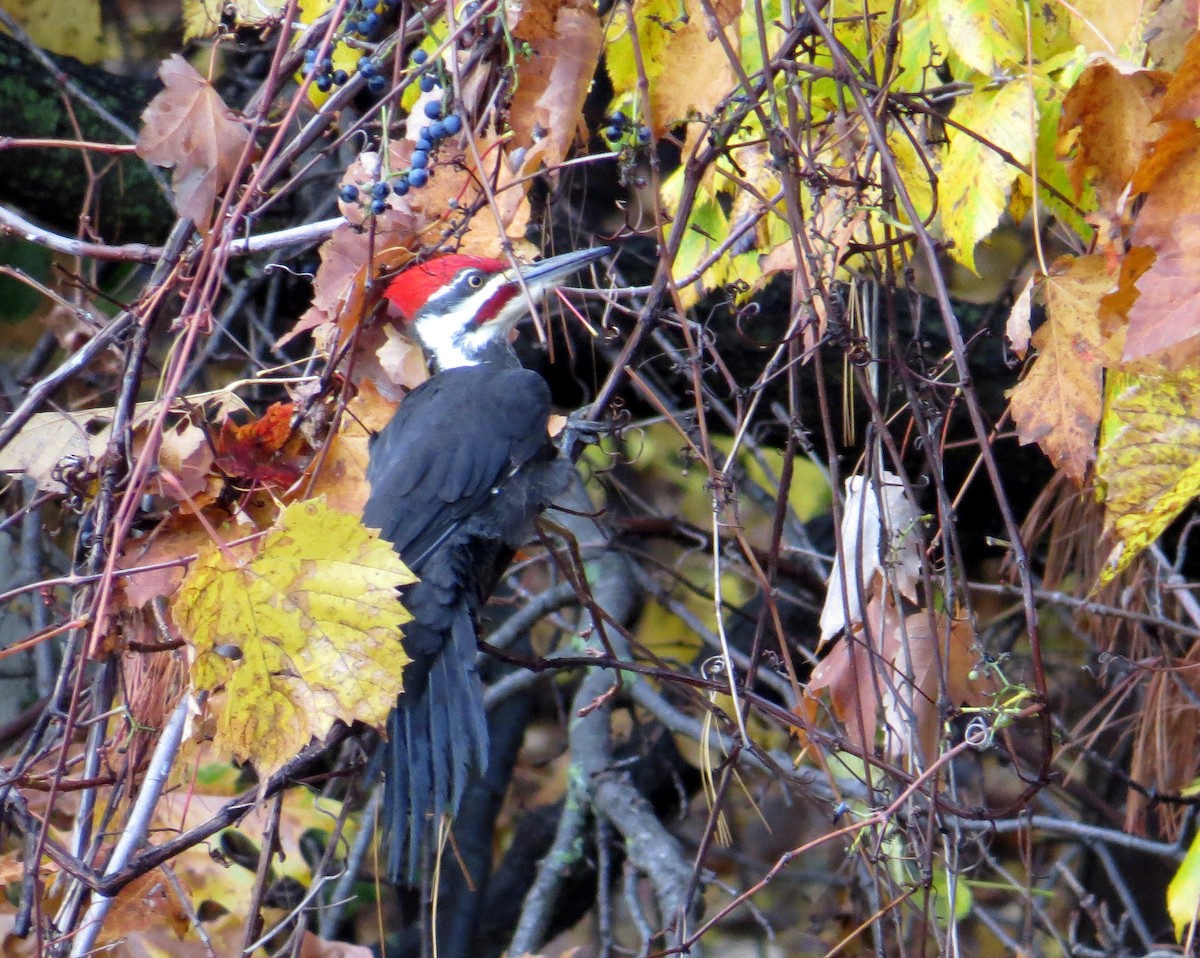 Pileated Woodpecker - Pam Campbell