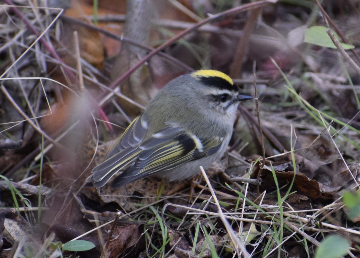 Golden-crowned Kinglet - ML610625102