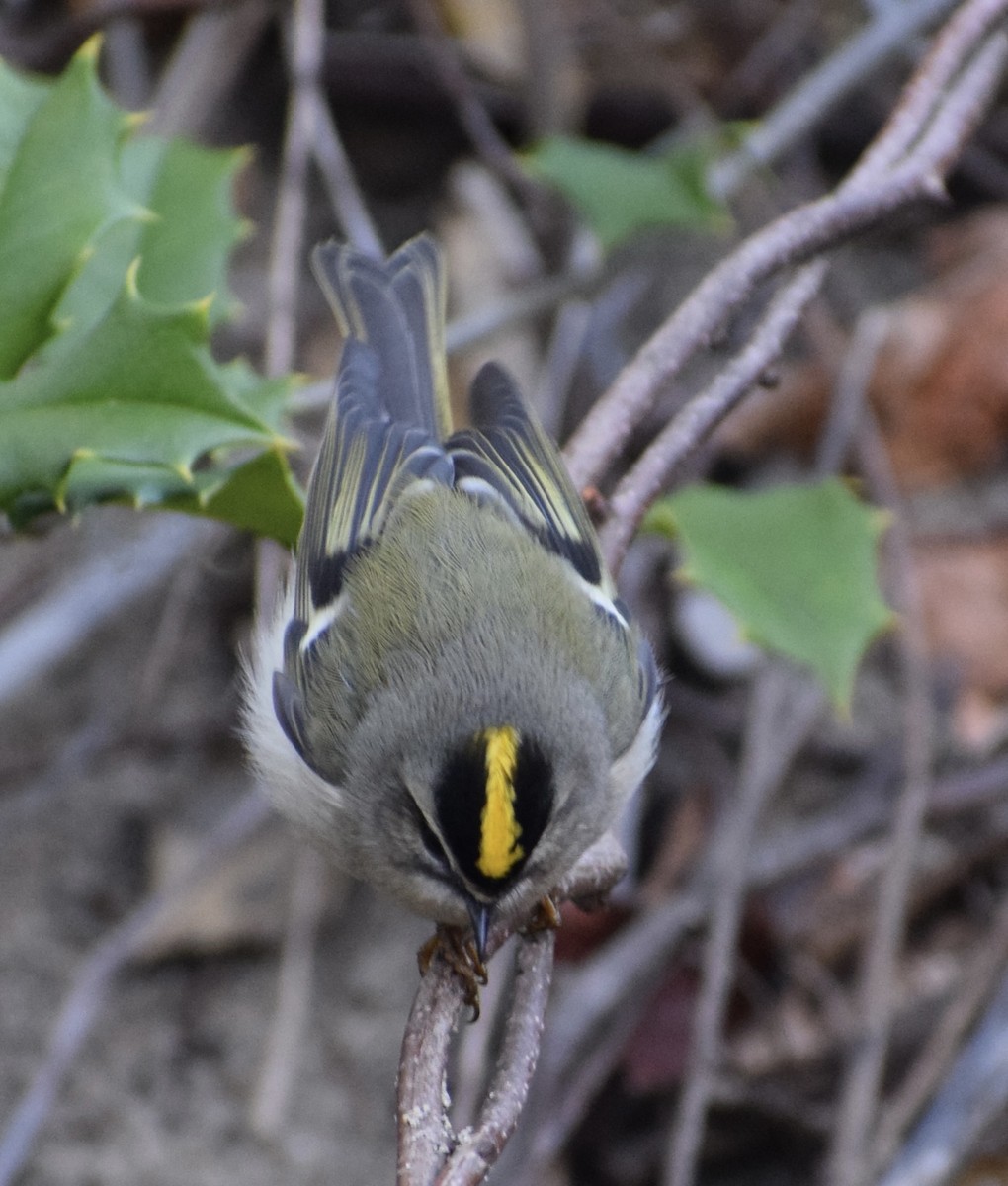 Golden-crowned Kinglet - ML610625103