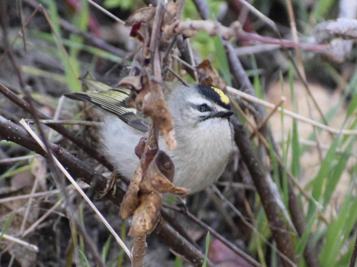 Golden-crowned Kinglet - ML610625104