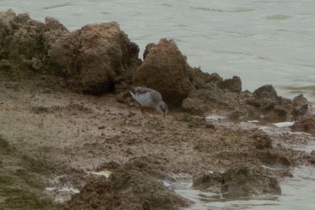 紅胸濱鷸 - ML610625121