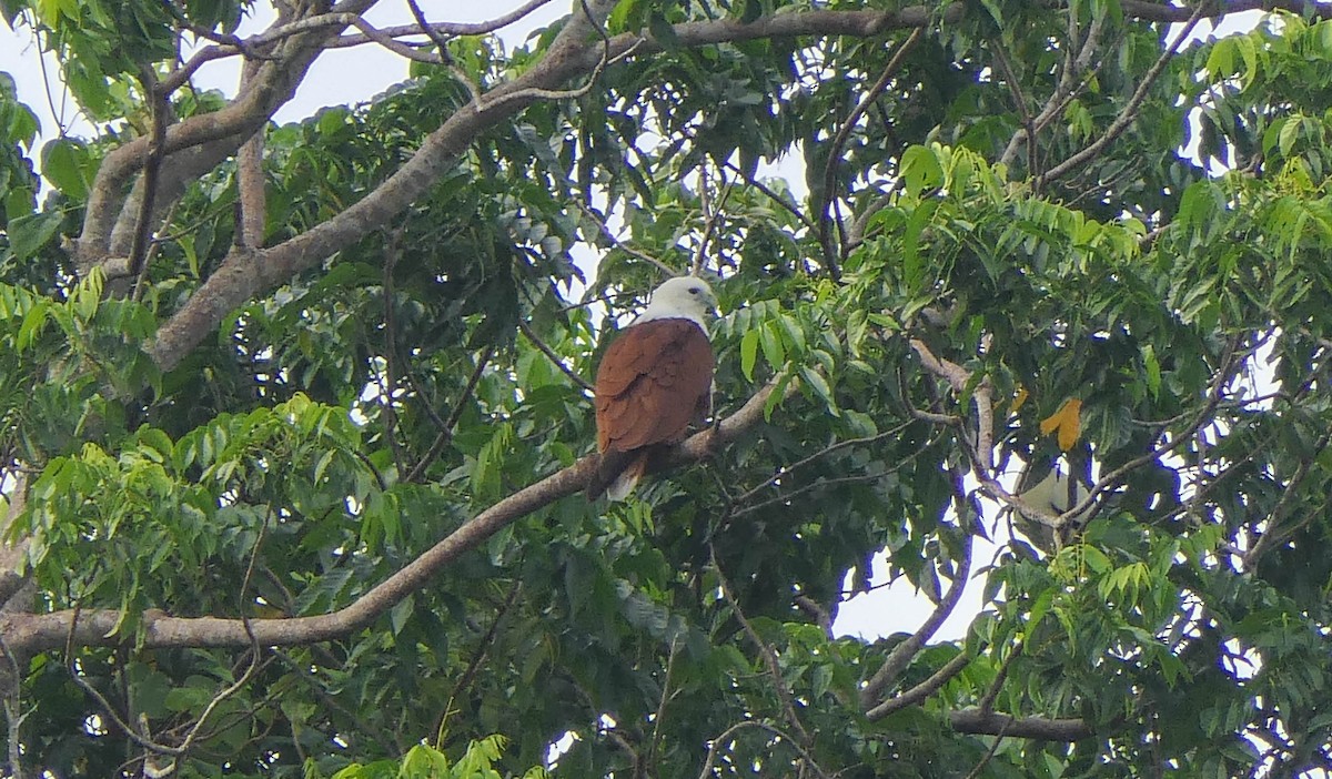 Brahminy Kite - ML610625192