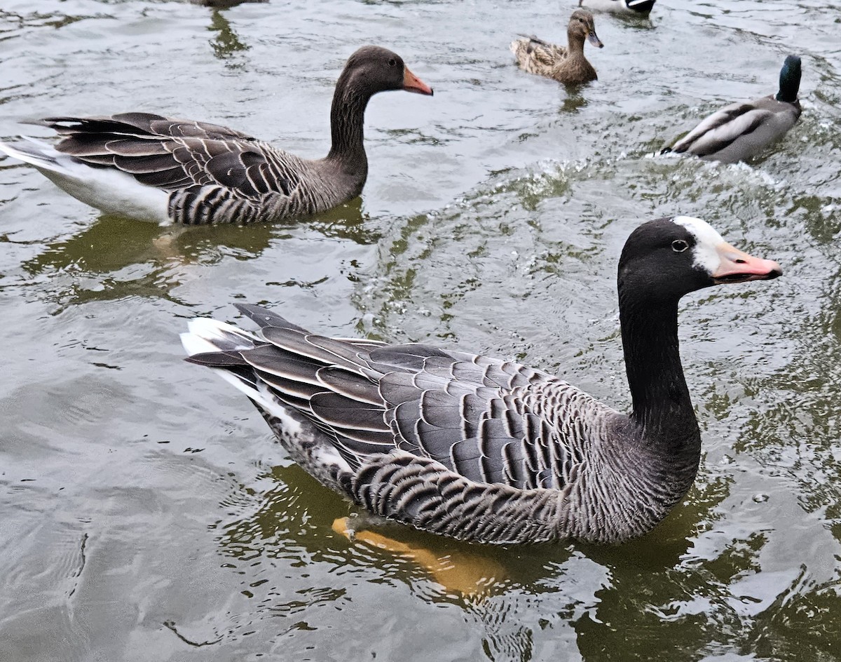 Emperor x Graylag Goose (hybrid) - Anton Grams