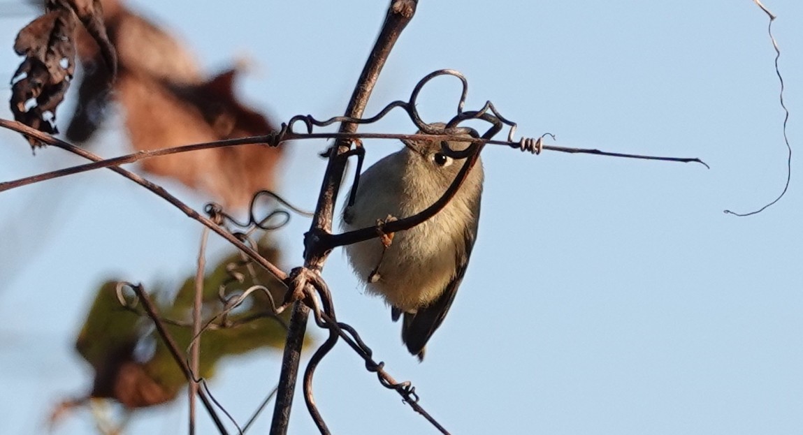 Ruby-crowned Kinglet - Peter Reisfeld