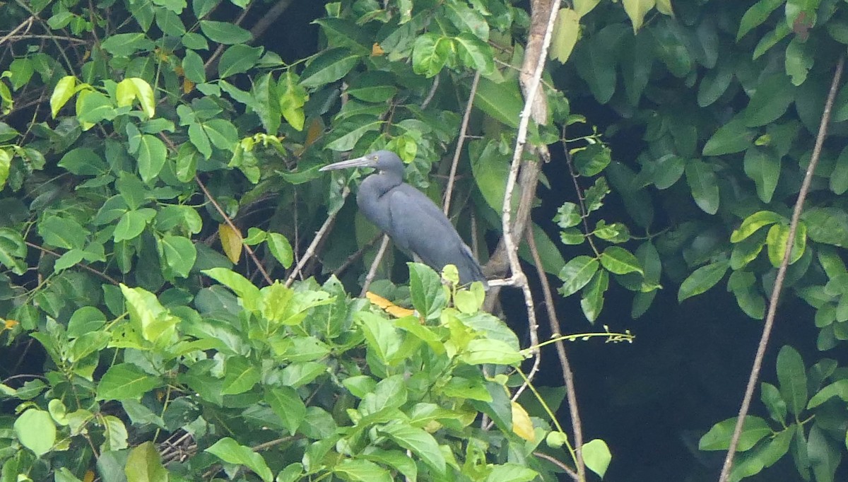 Pacific Reef-Heron - Randall Siebert