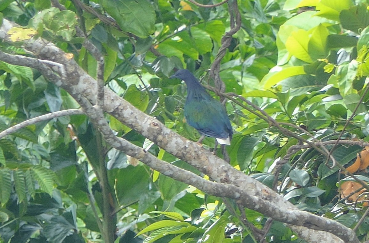 Nicobar Pigeon - ML610625274