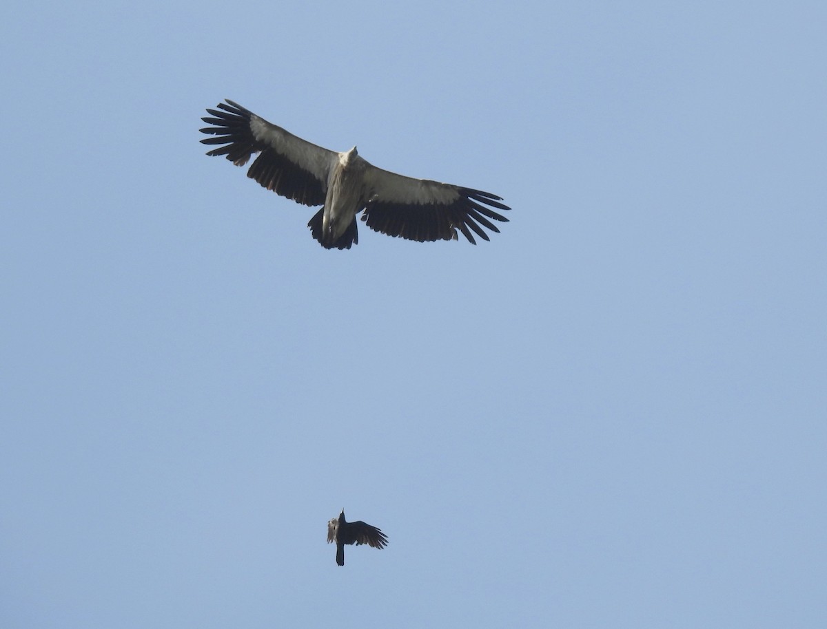 Himalayan Griffon - ML610625292