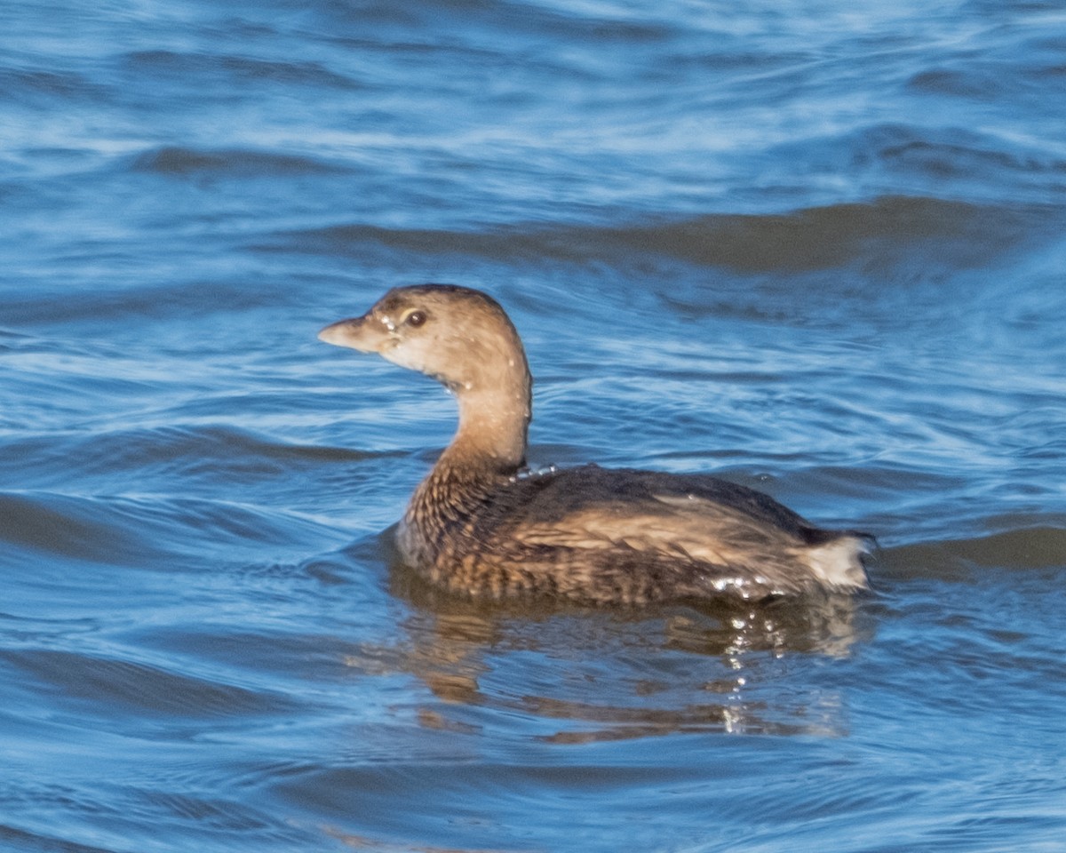 Pied-billed Grebe - ML610625306