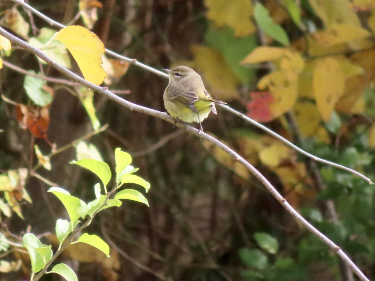 Palm Warbler - ML610625308