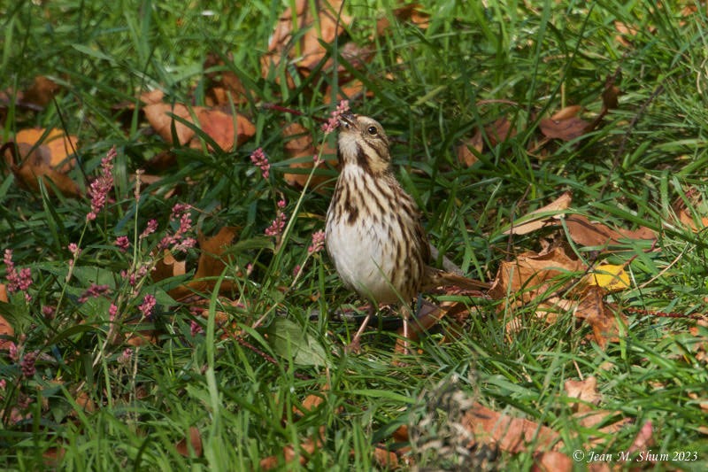 Song Sparrow - ML610625530