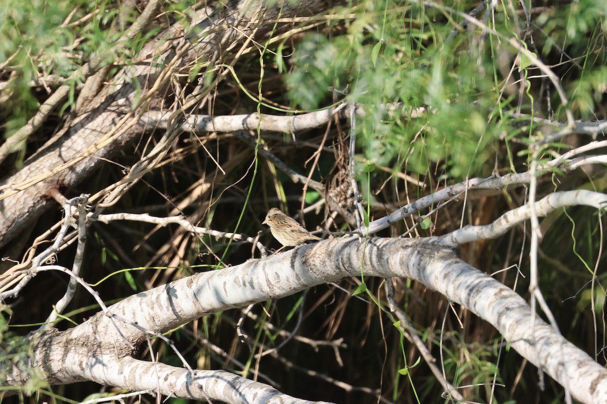 Lincoln's Sparrow - ML610625628