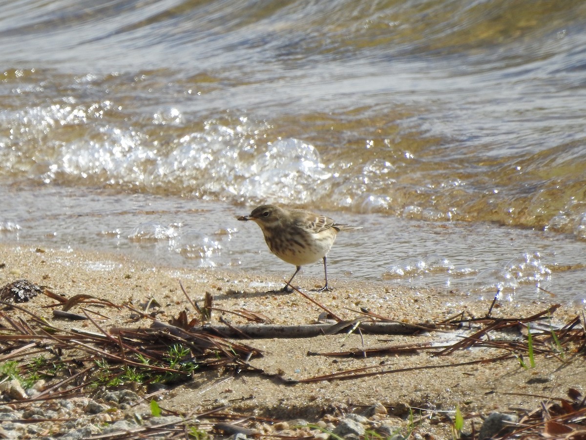 Water Pipit - ML610625640